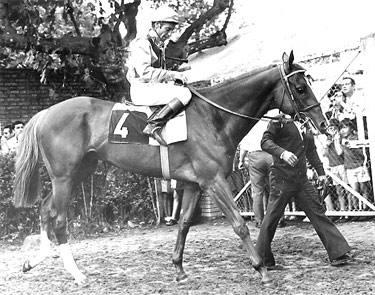 CHACAL (C.Carudel)único caballo que ha conseguido dos victorias consecutivas. Foto: EquipoZoom