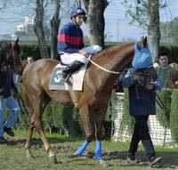 SPITZBERGEN en la cuarta, obteniendo el buen caballo de Azpillaga un merecido premio a su regularidad y honradez. Foto: EquipoZoom.