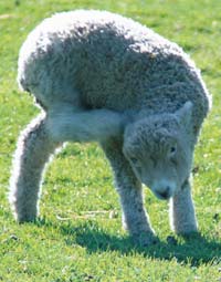 Las cabras y ovejas tienen un periodo de incubación más largo.