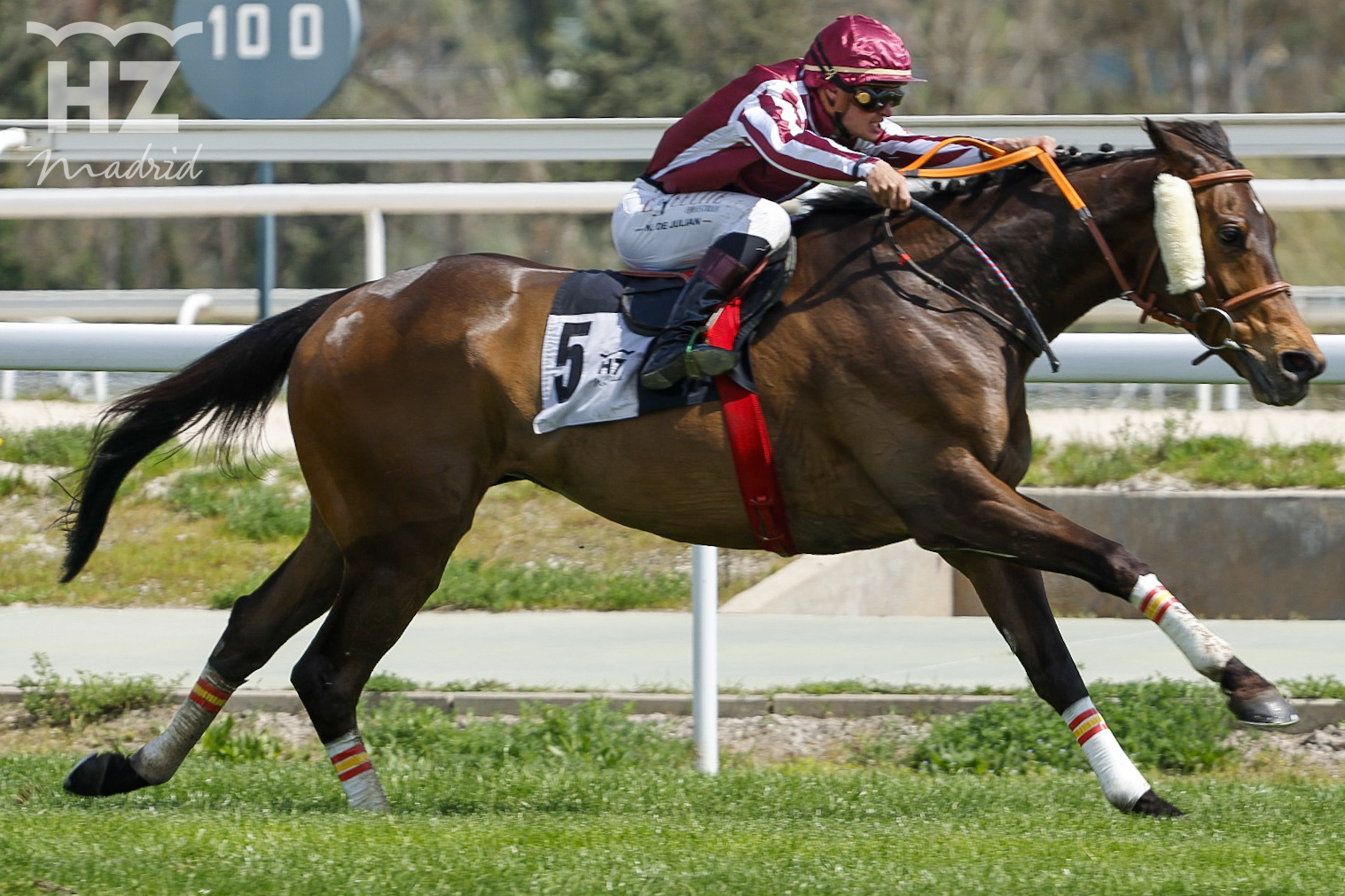 FINELY TUNED (N. de Julián), se paseó en el premio Indian Prince. Foto: HZ FINELY TUNED. Foto: