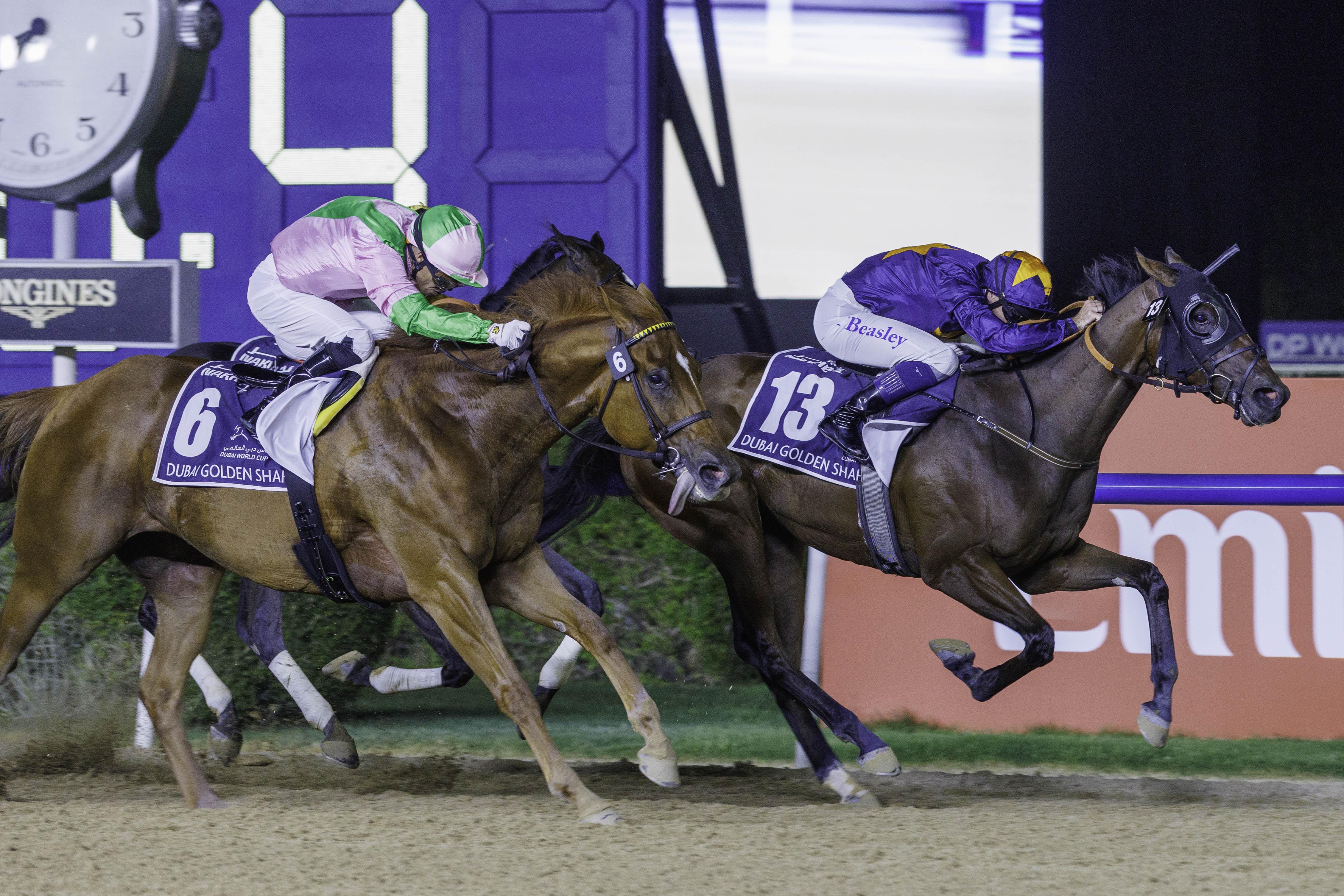 Dark Saffron Golden Shaheen. Foto: Dubai Racing Club