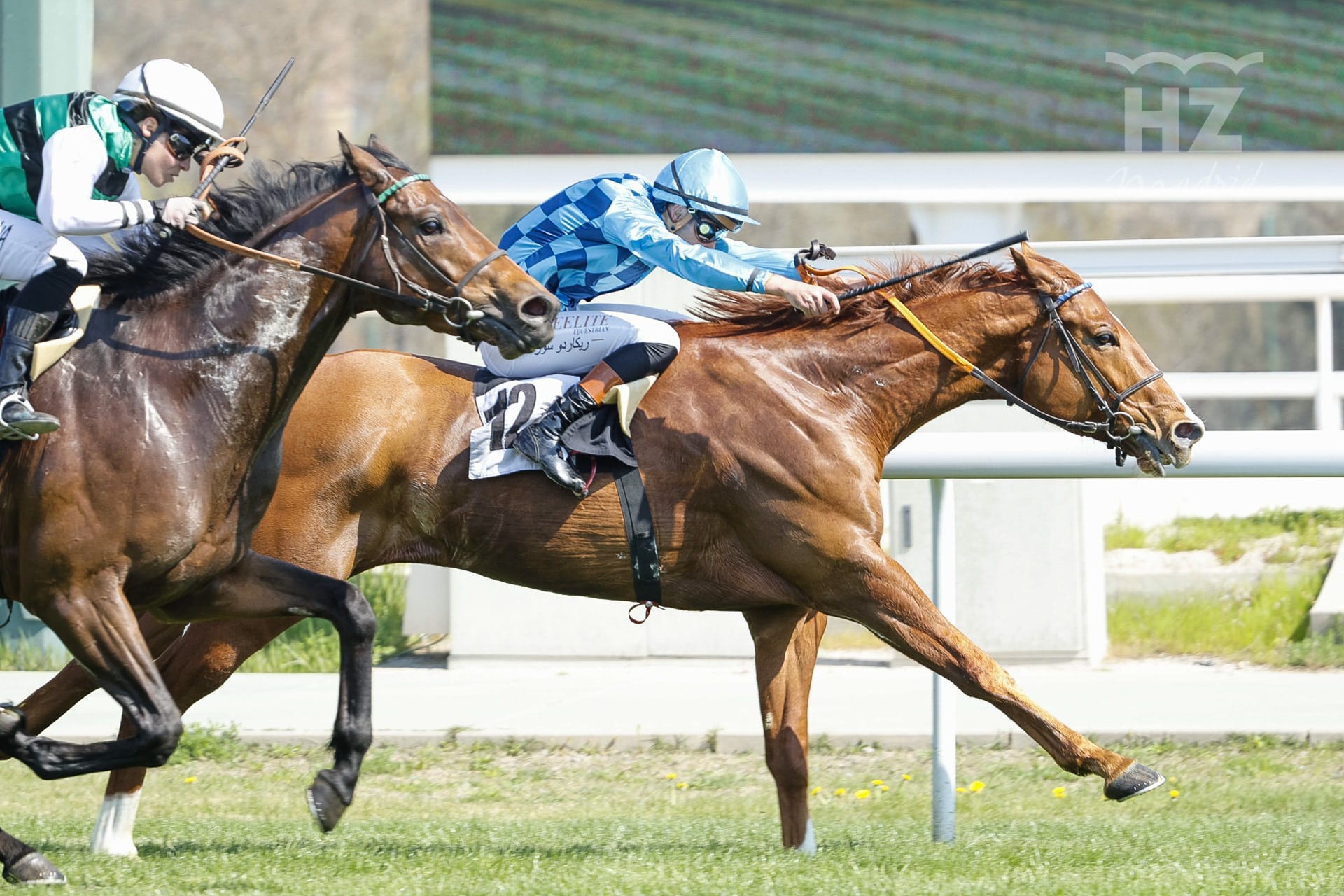 KILDARE LEGEND (R.Sousa) se presentó en España con victoria. Foto: HZ KILDARE LEGEND. Foto: