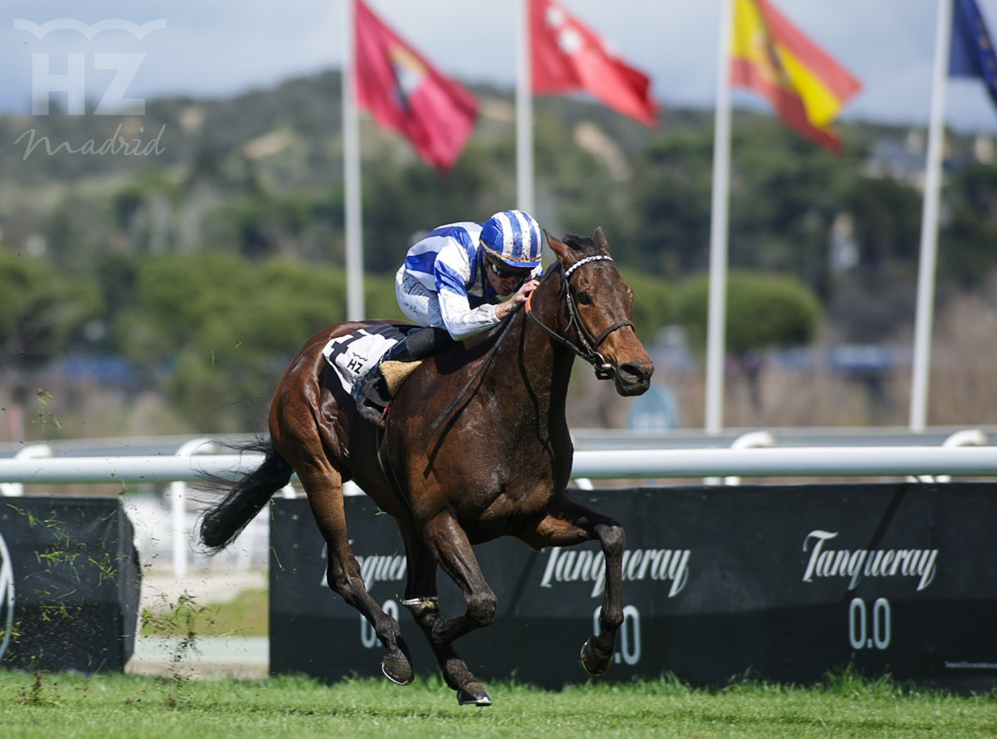 SCHOLARSHIP (R.Sousa), sin rival en el Asociación de Hipódromos. Foto: HZ SCHOLARSHIP. Foto: